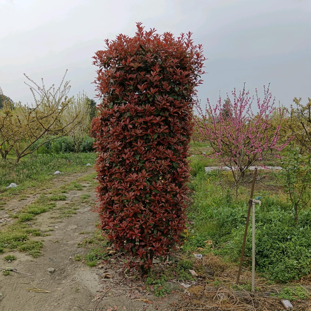 瑞林花木