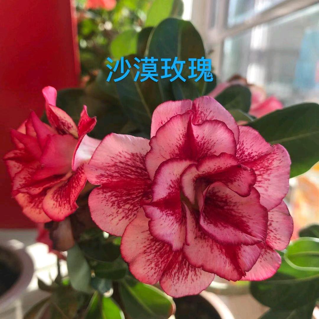 高兴每一天