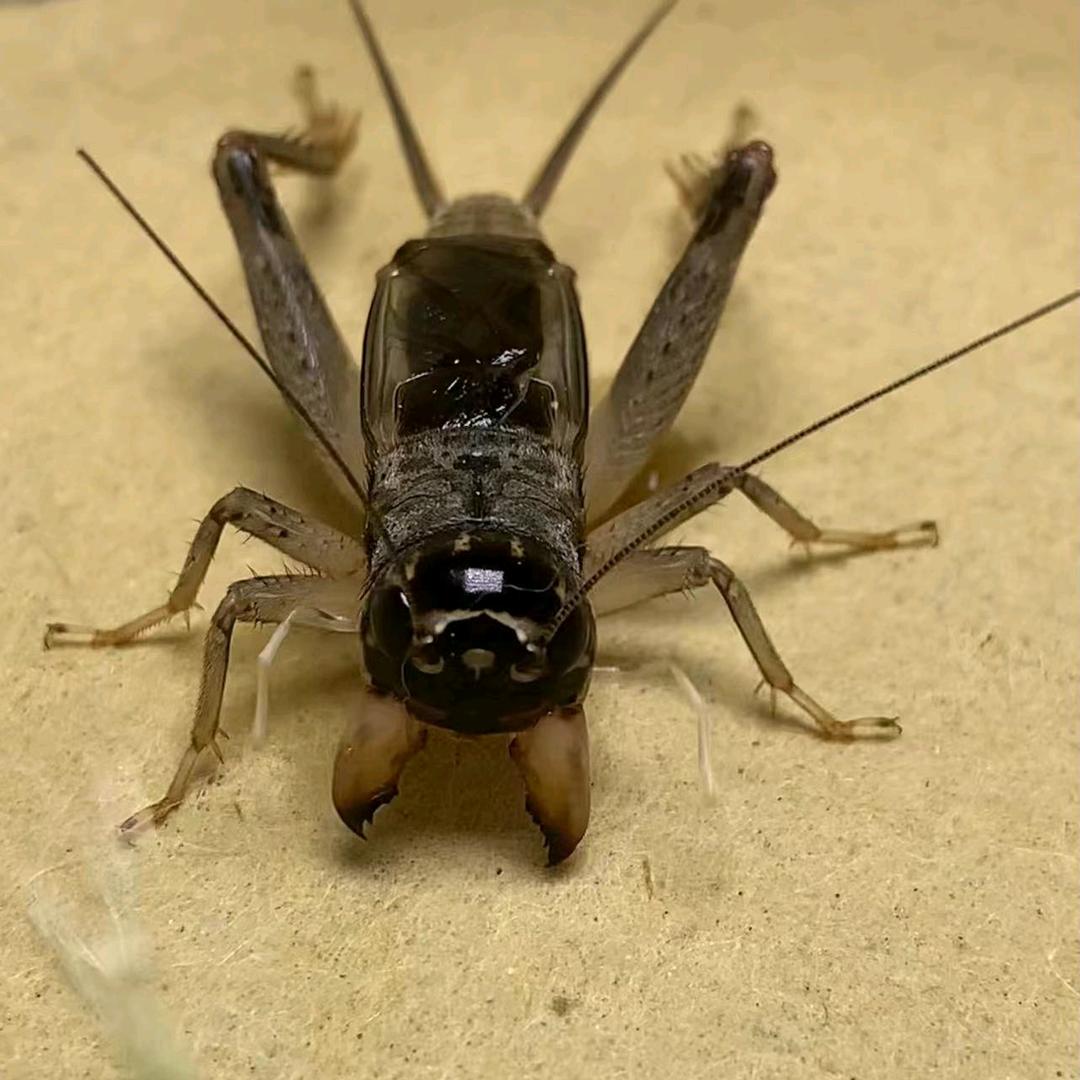 （A专业撬子手）莘县大刚电子商务店