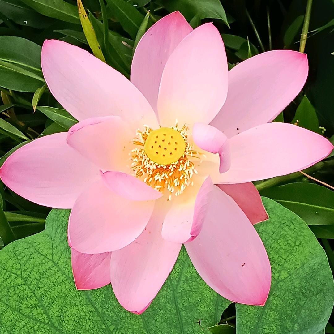 唐最甜