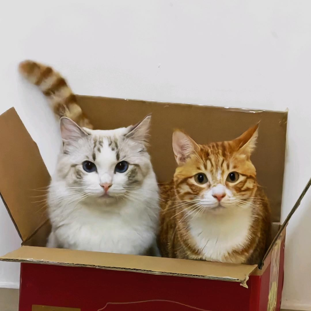 猪肠和糯米