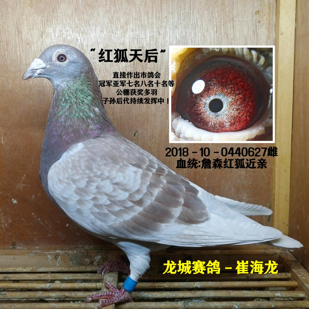 龙城赛鸽－崔海龙