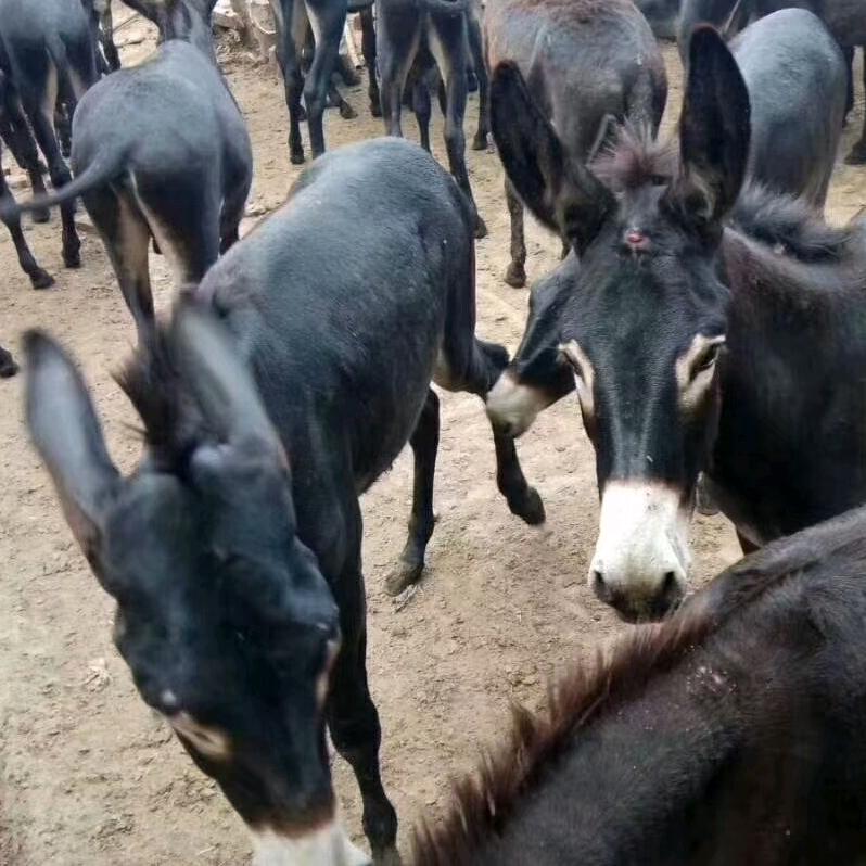 国娟驴肉馆