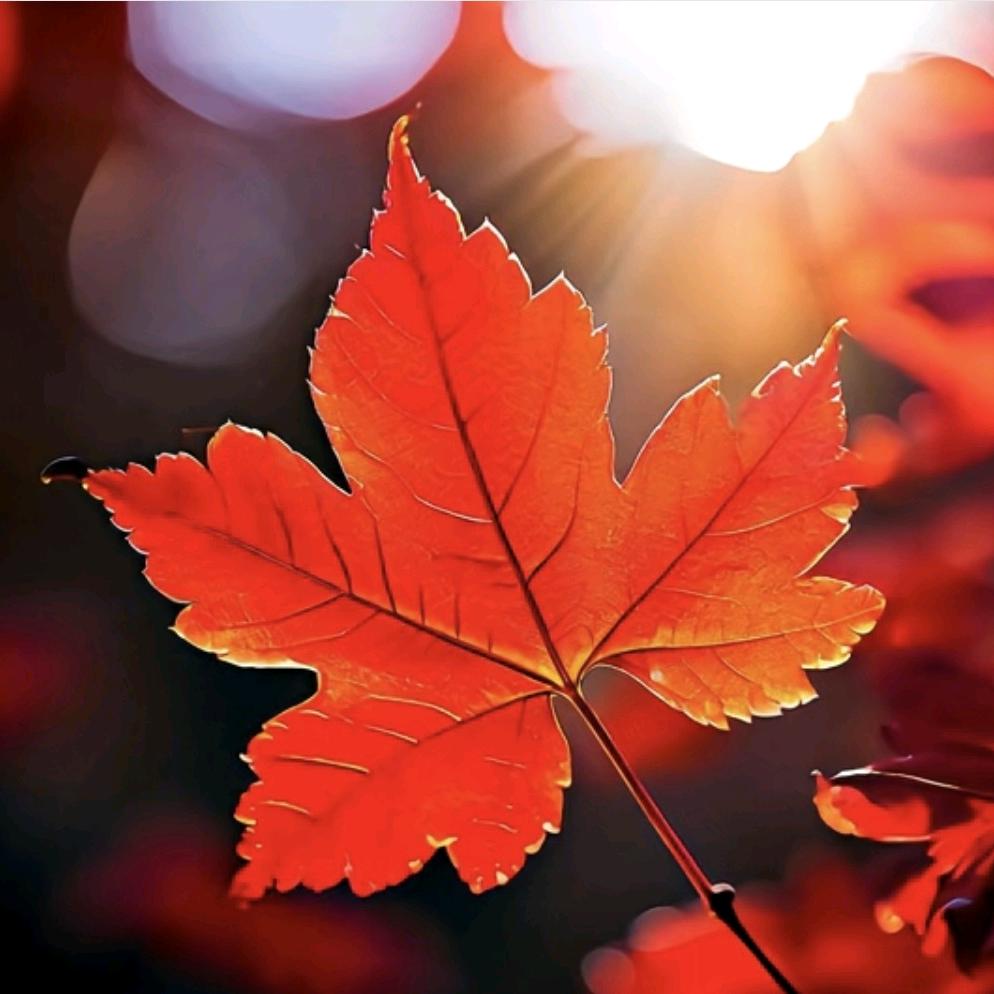 姐💞࿐是ღ᭄限量᭄💞࿐版