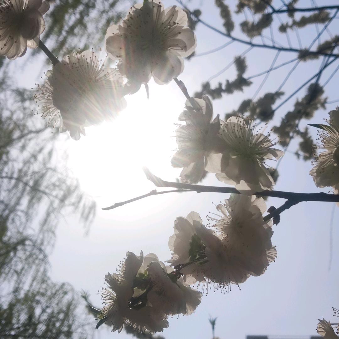 梦姐