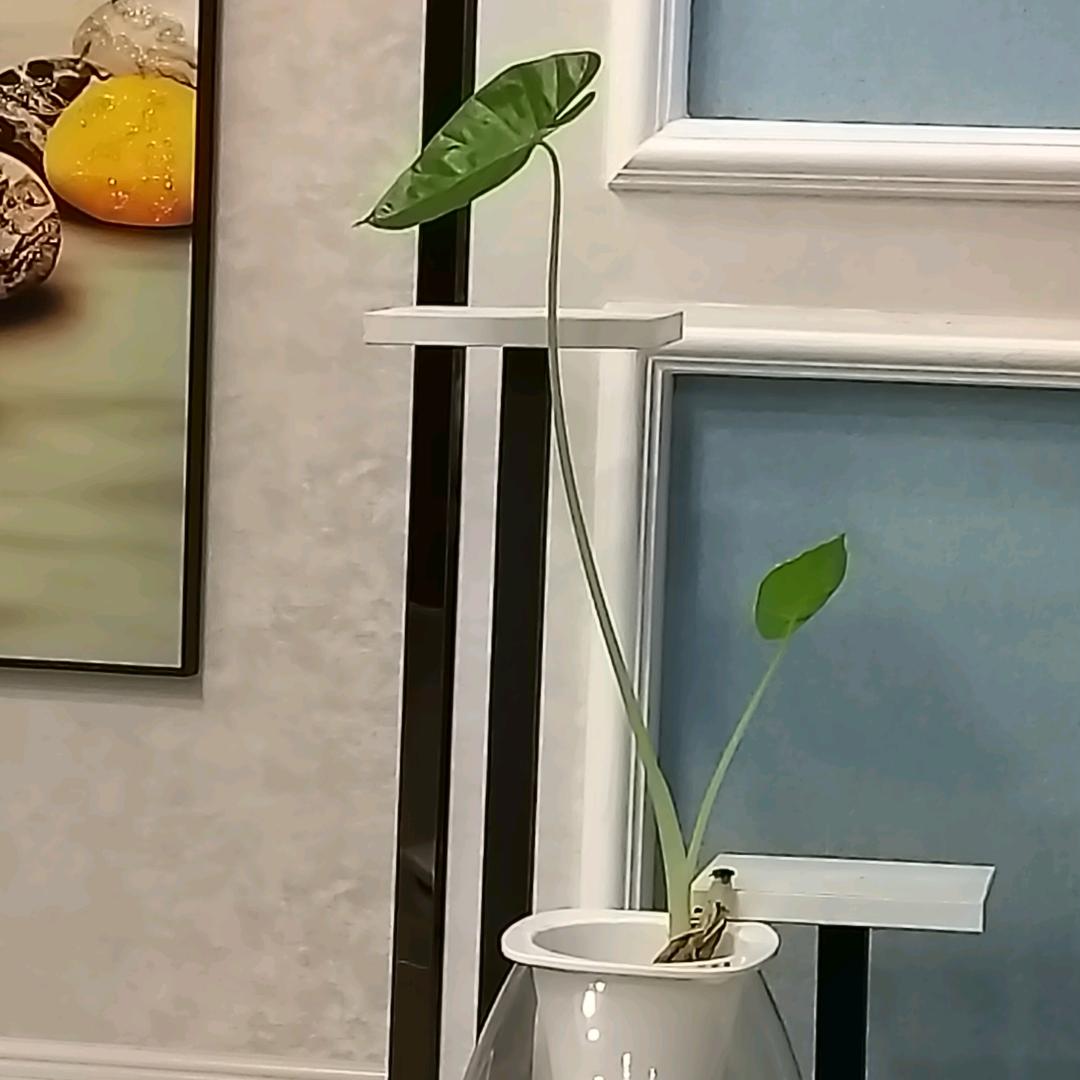 王🤹🏻‍♀️后🦋ꦿ໊余生᭄🕊随心