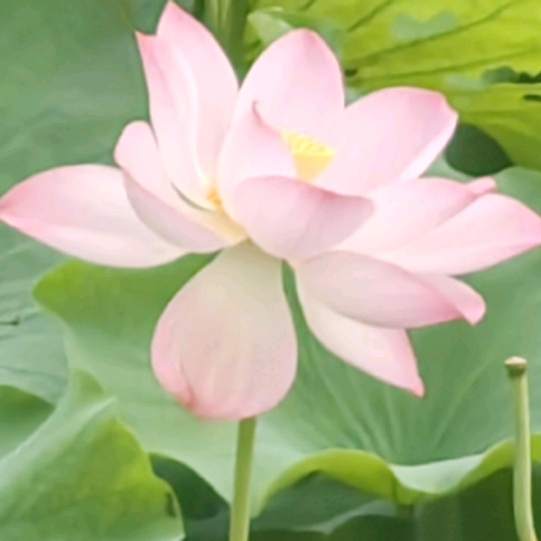 芸姑娘