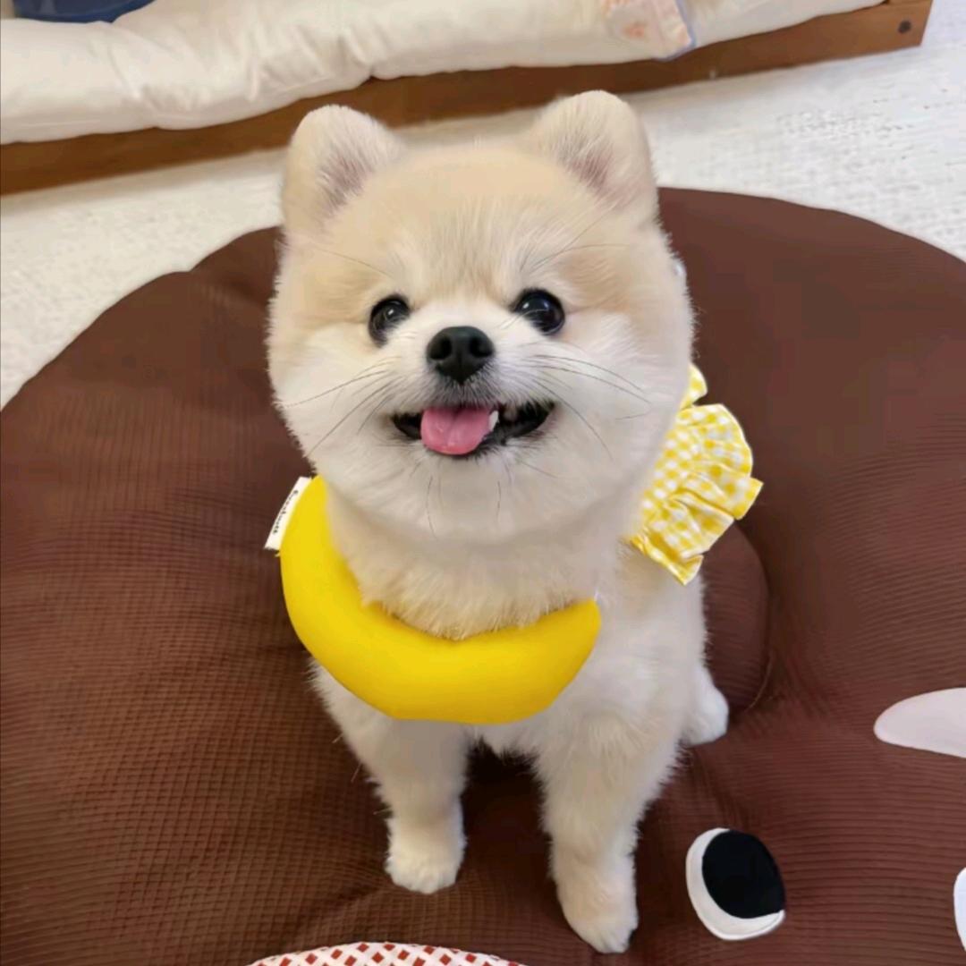 俊介博美小萌宠