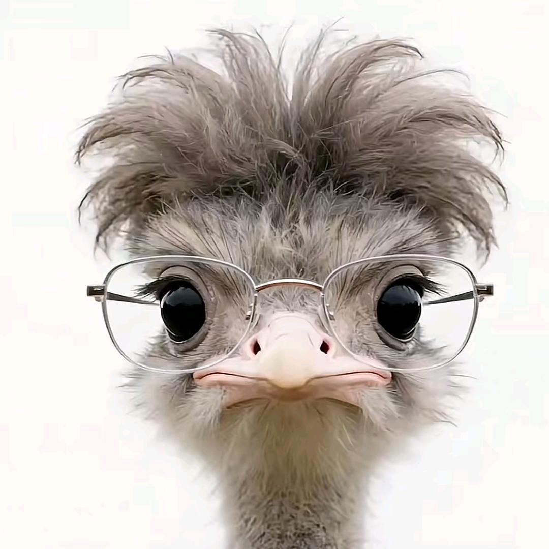 一个呆呆的剑士