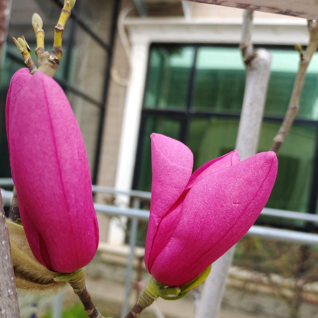 玫瑰雨💕