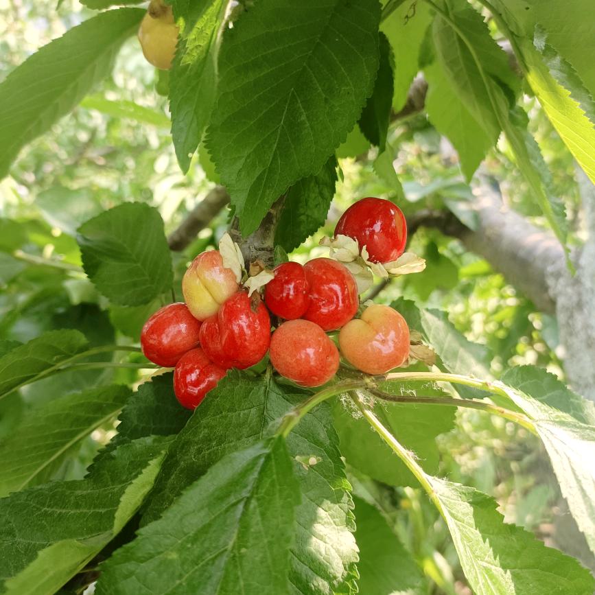 @沉默不语
