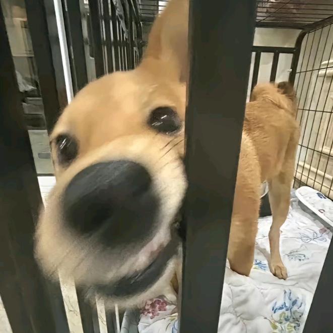 呆小K