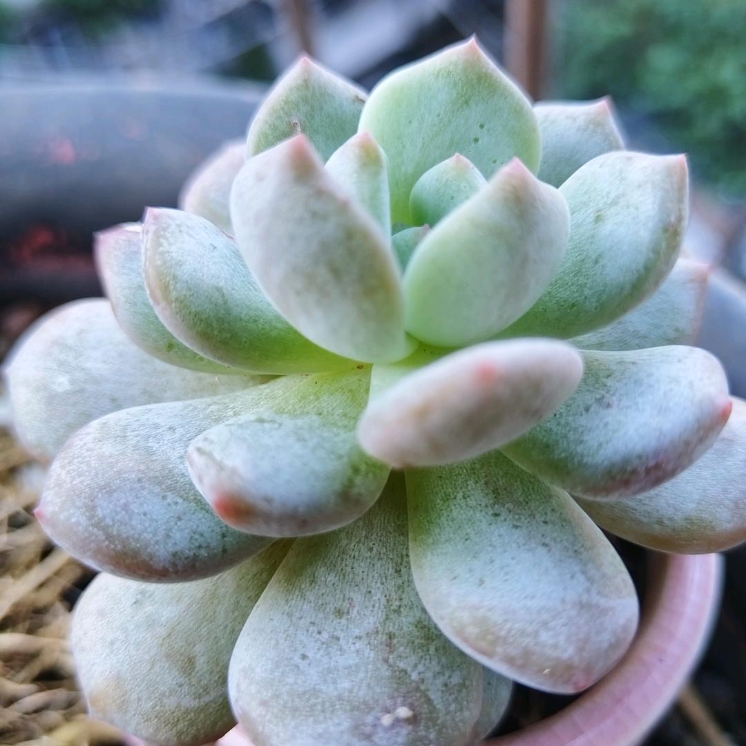 雪儿