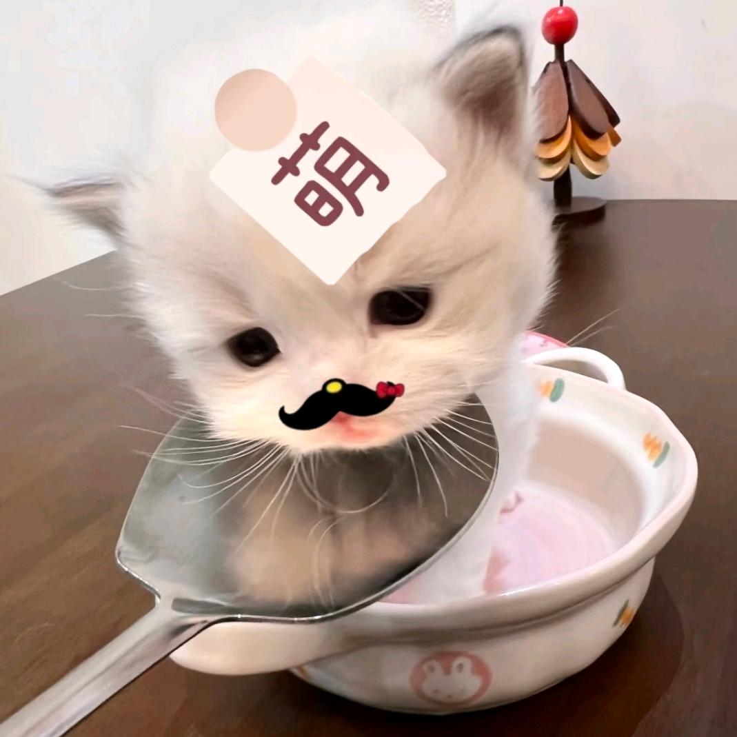呼噜噜💤
