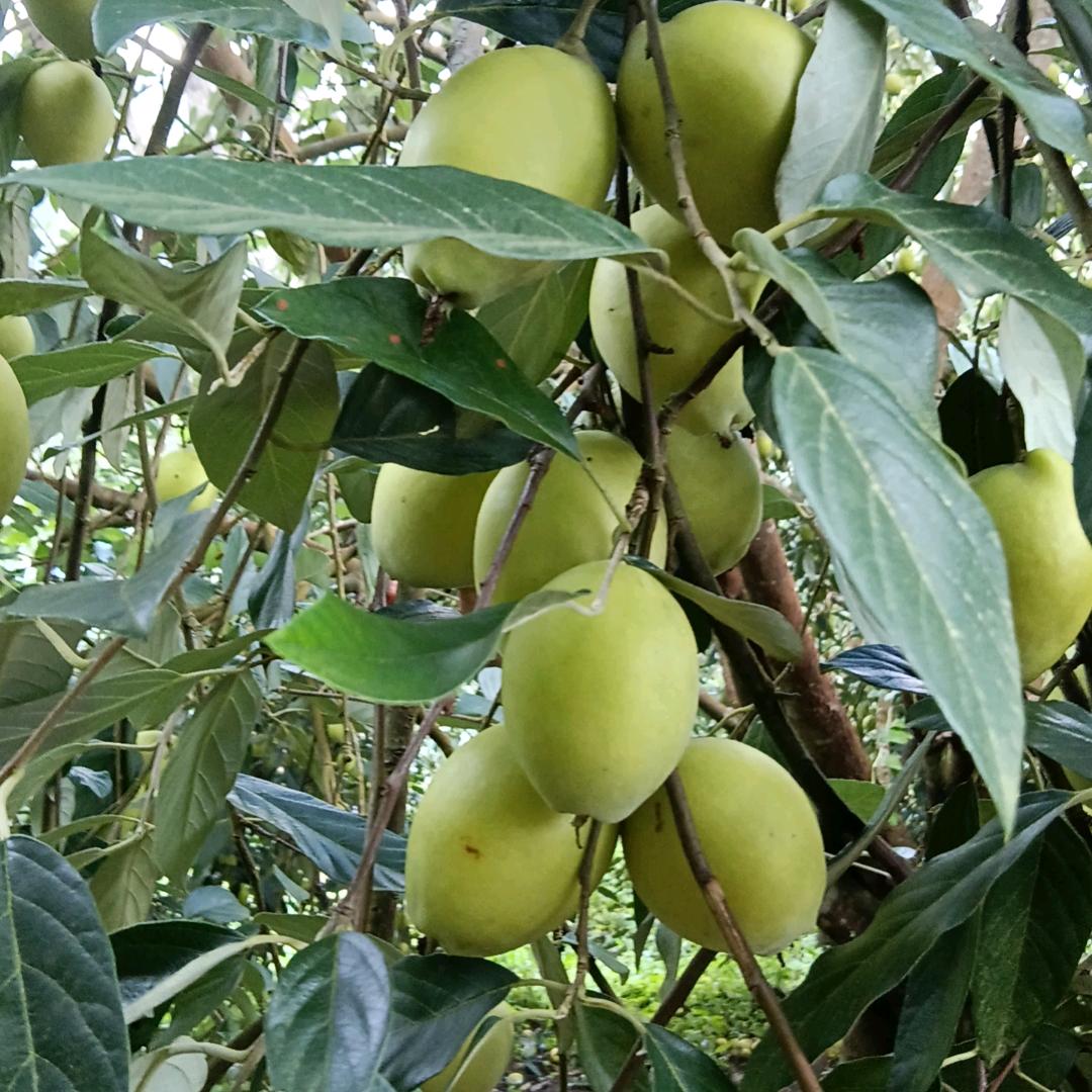 红，珍，医，蓉，诚。卖肉妹