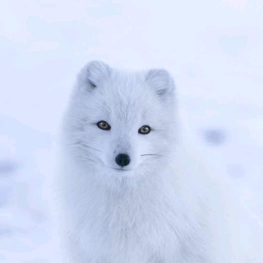 啊虎