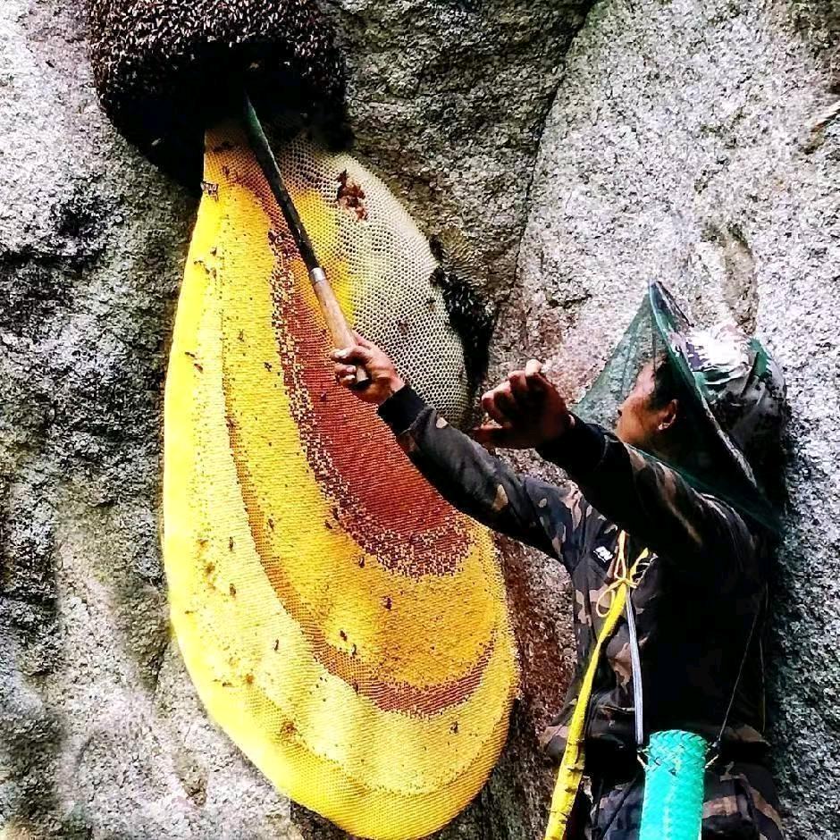 啊涛（野生蜂蜜）