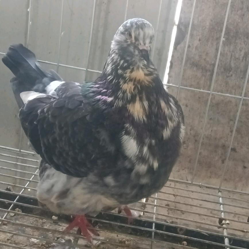 鸽界梦坛