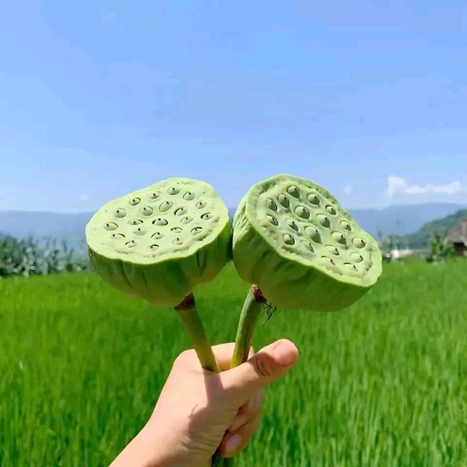 花仙子。