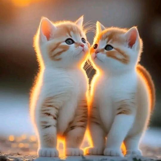 没有翅膀还想飞