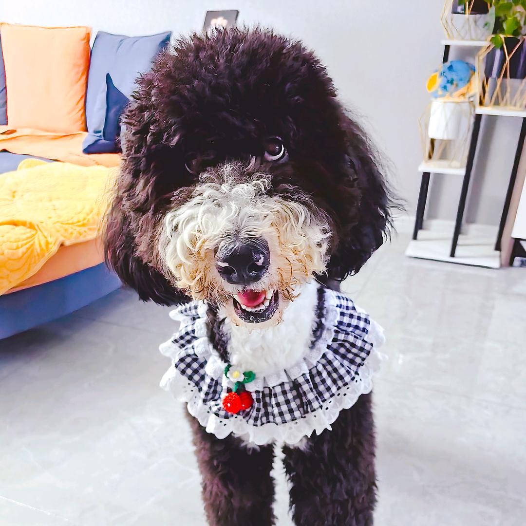 平安🐶喜乐