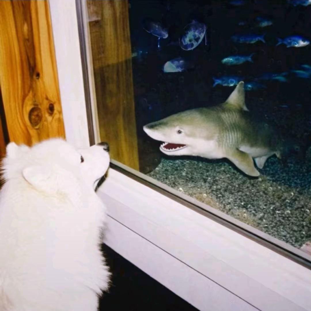 耶耶🦈