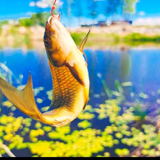 🐟户外渔乐🐟