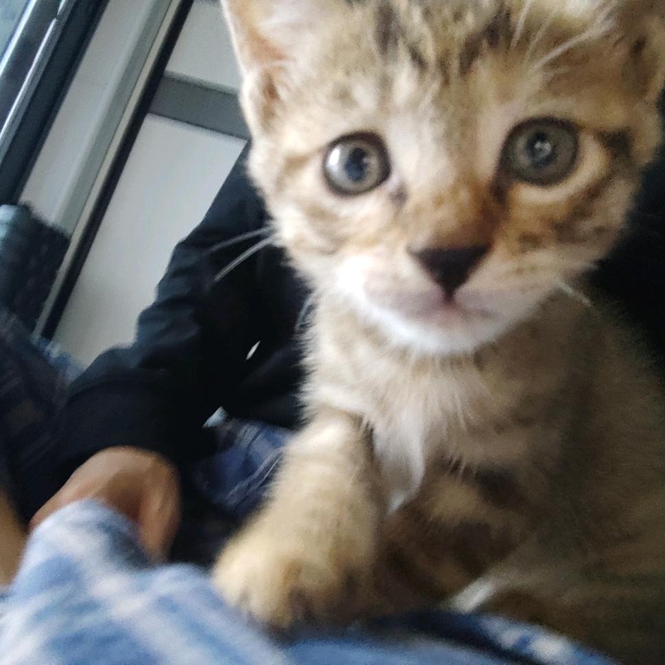 头皮谢没有头皮屑