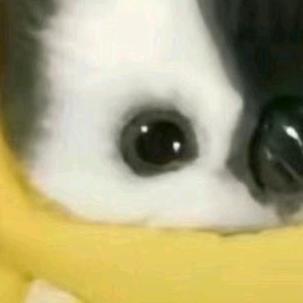 彳亍头像