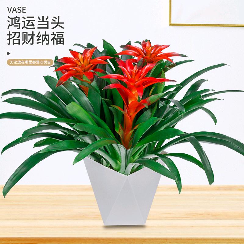 弘韵花卉