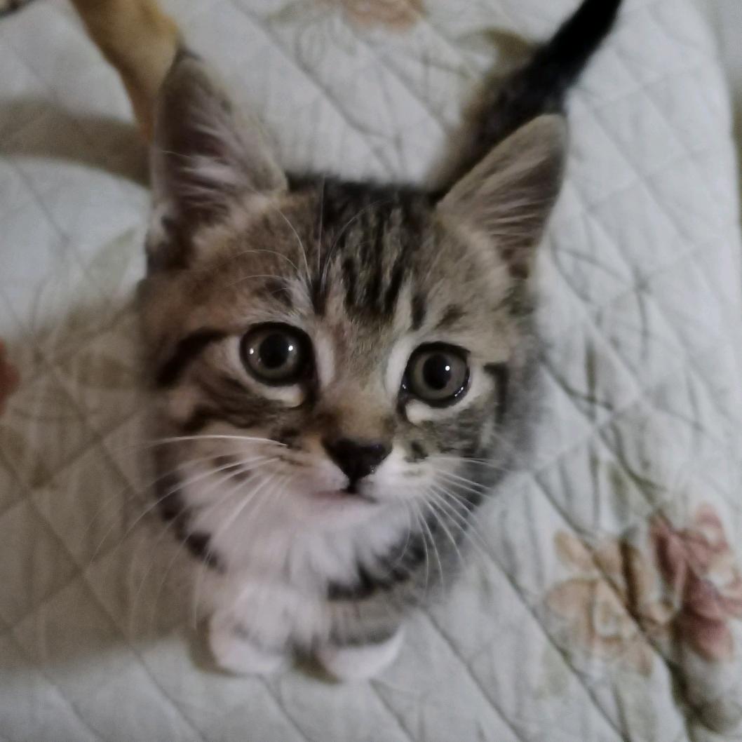 八三八四的喵喵猫