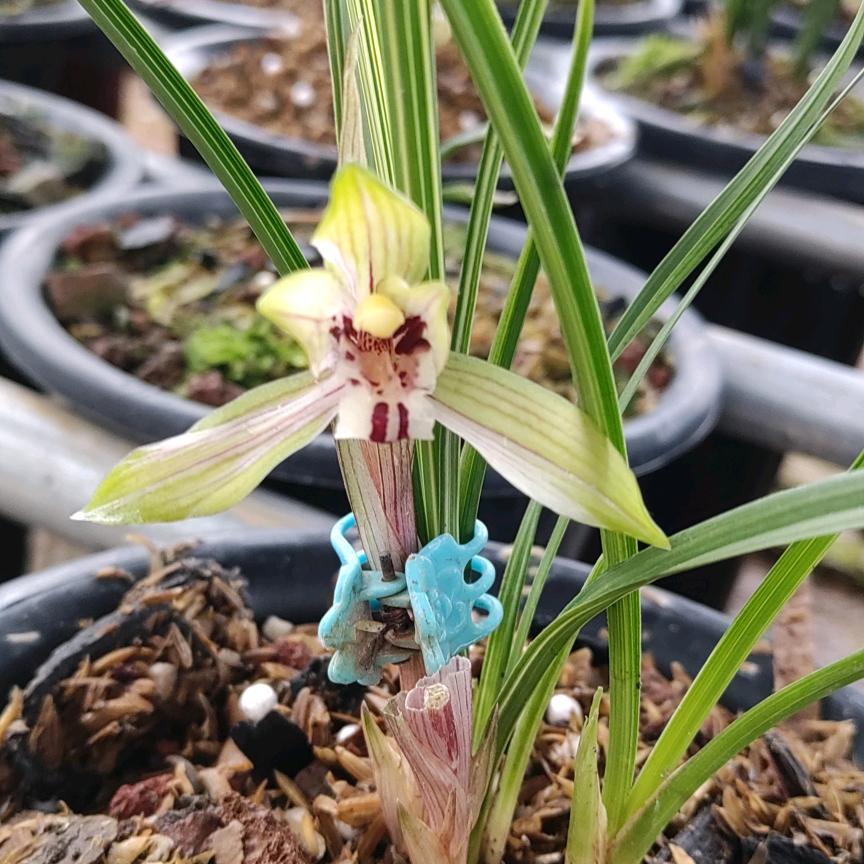 天吉花卉《俊霖》