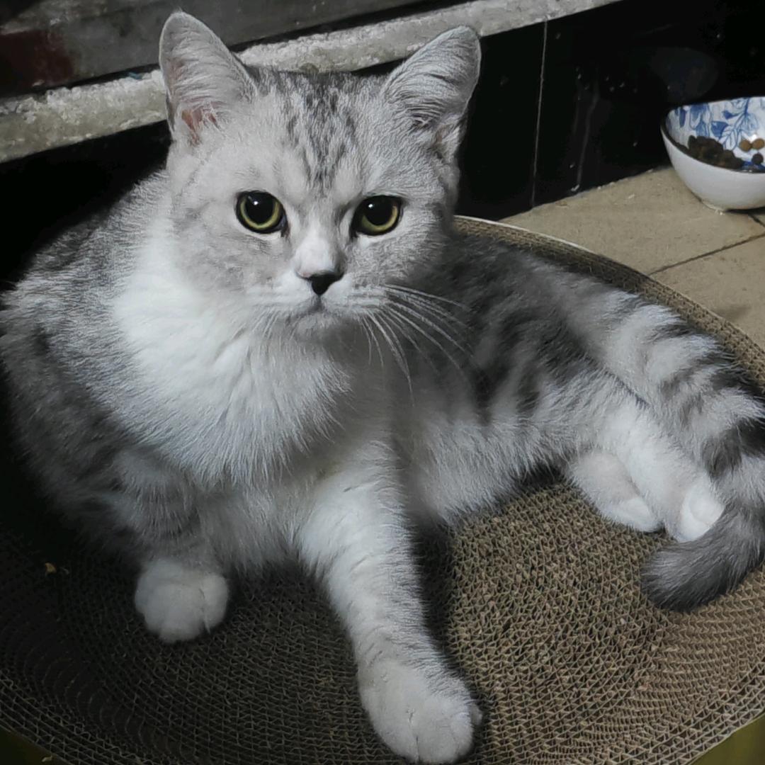 RAMBO