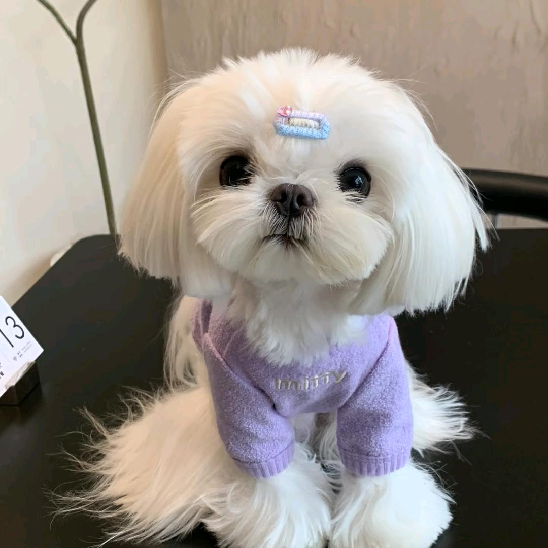 🐶得🐱拧