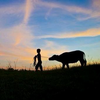 老八区尼苏婆（土黄牛肉）