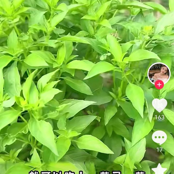 朱可可