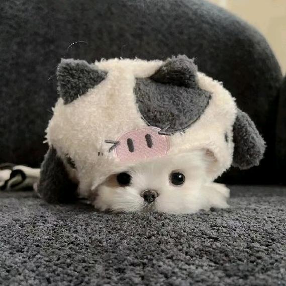 想吃瑜圆🐟