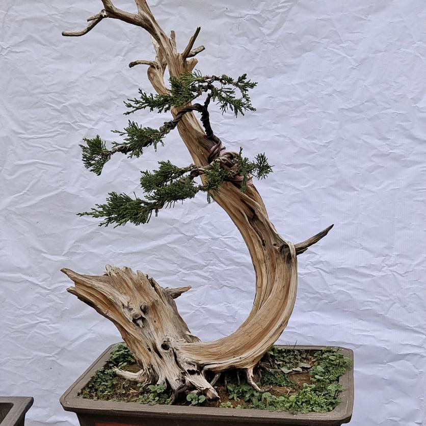 老树新芽