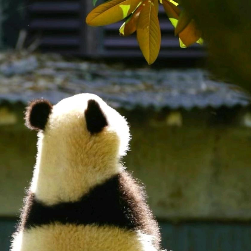 扁桃体永不发言头像