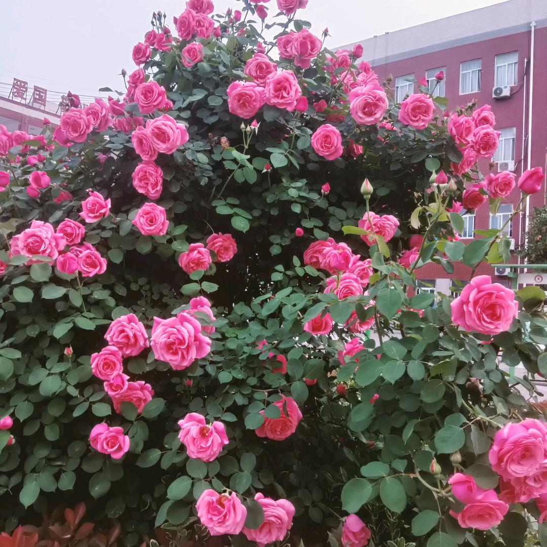 开心@快乐🌹🌹