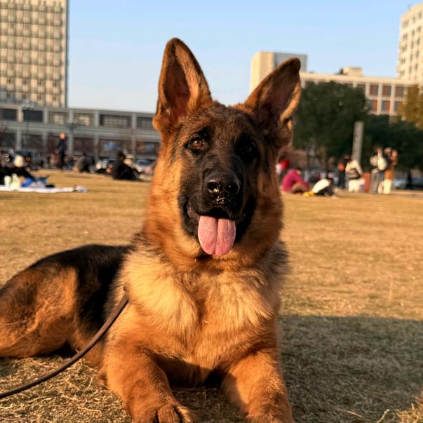 德牧先生🧑‍🏫