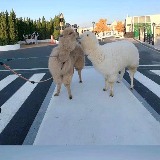 🐑🐑🐑🐑🐑🐑🐑