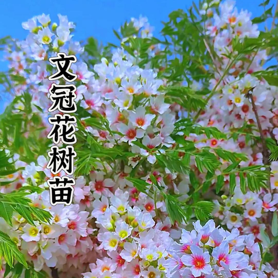 文冠树培育基地