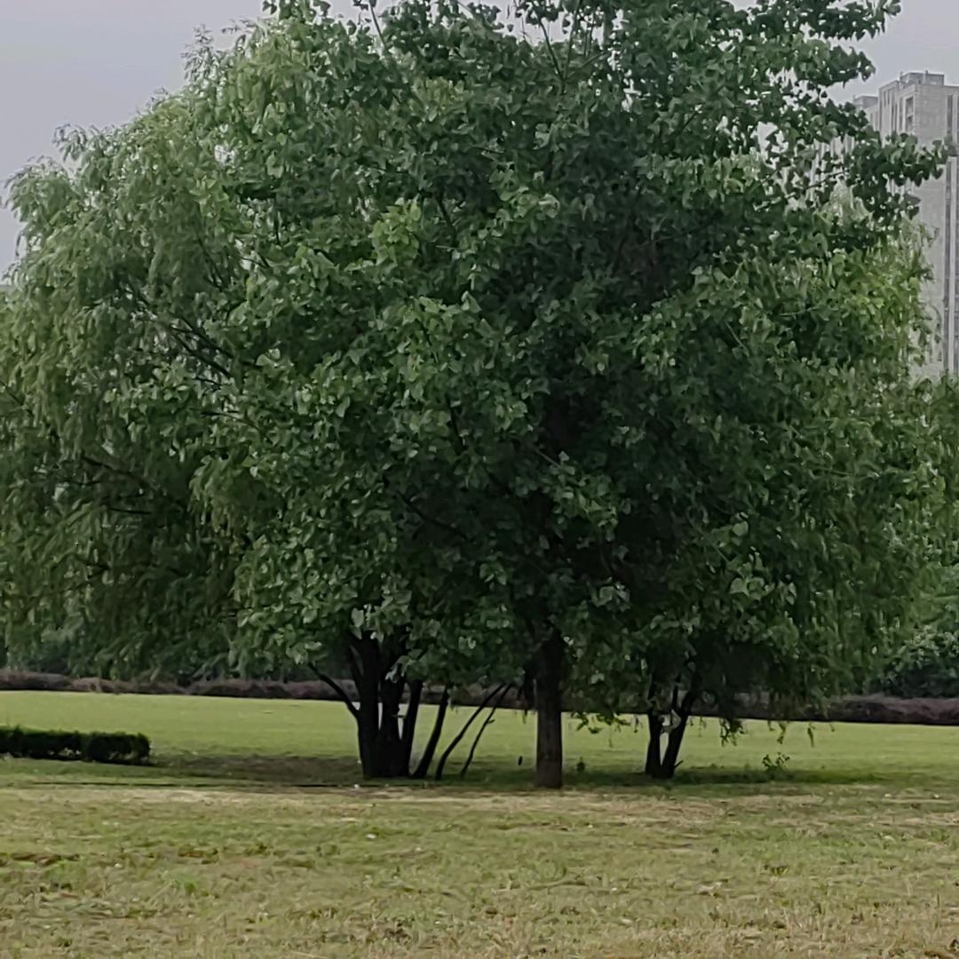 泗阳八卦主播