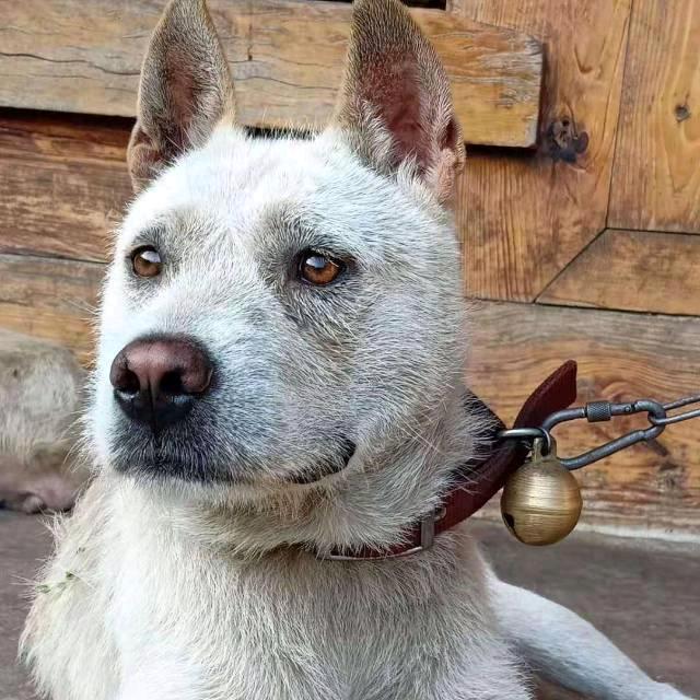 ღ᭄ꦿ潜龙实战猎犬࿐