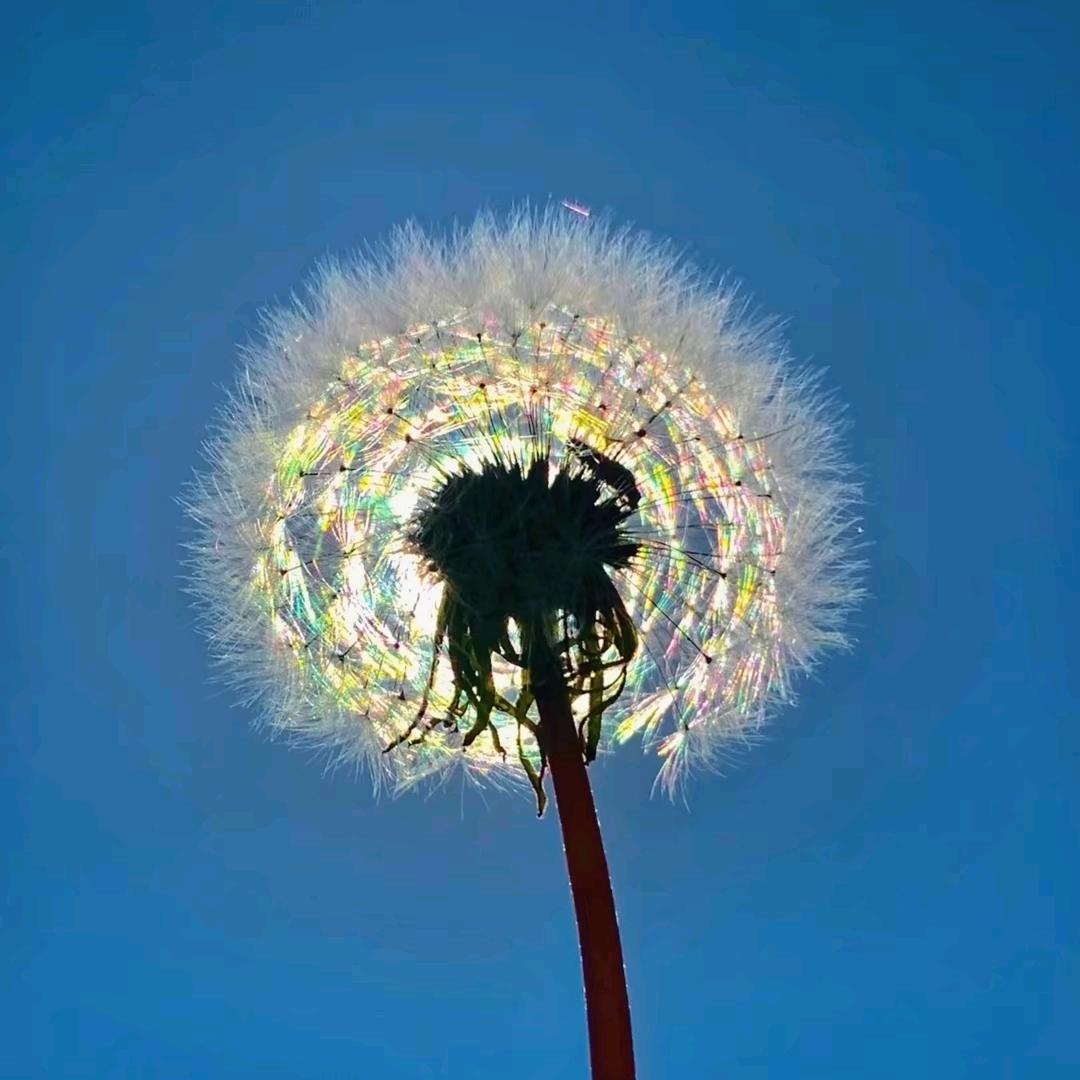 蒲公英