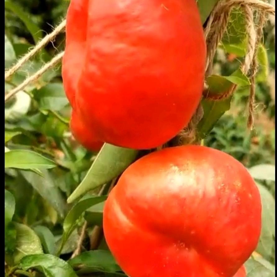 山东济宁新品种桃树苗培育基地