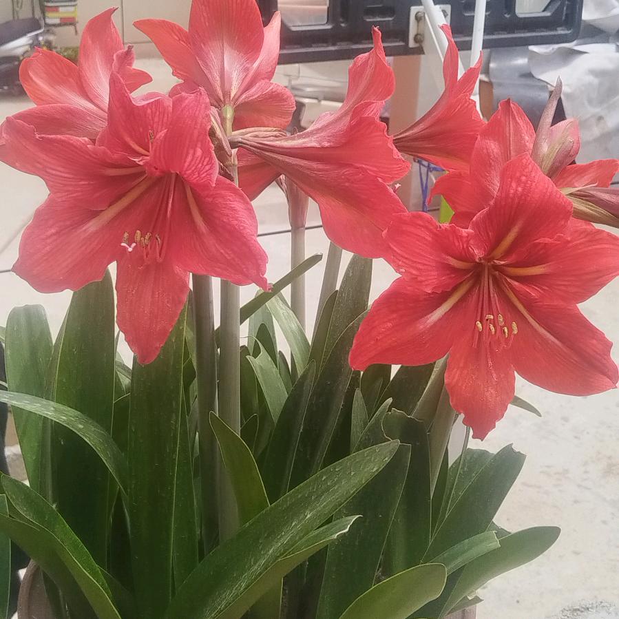 中国56个民族回族