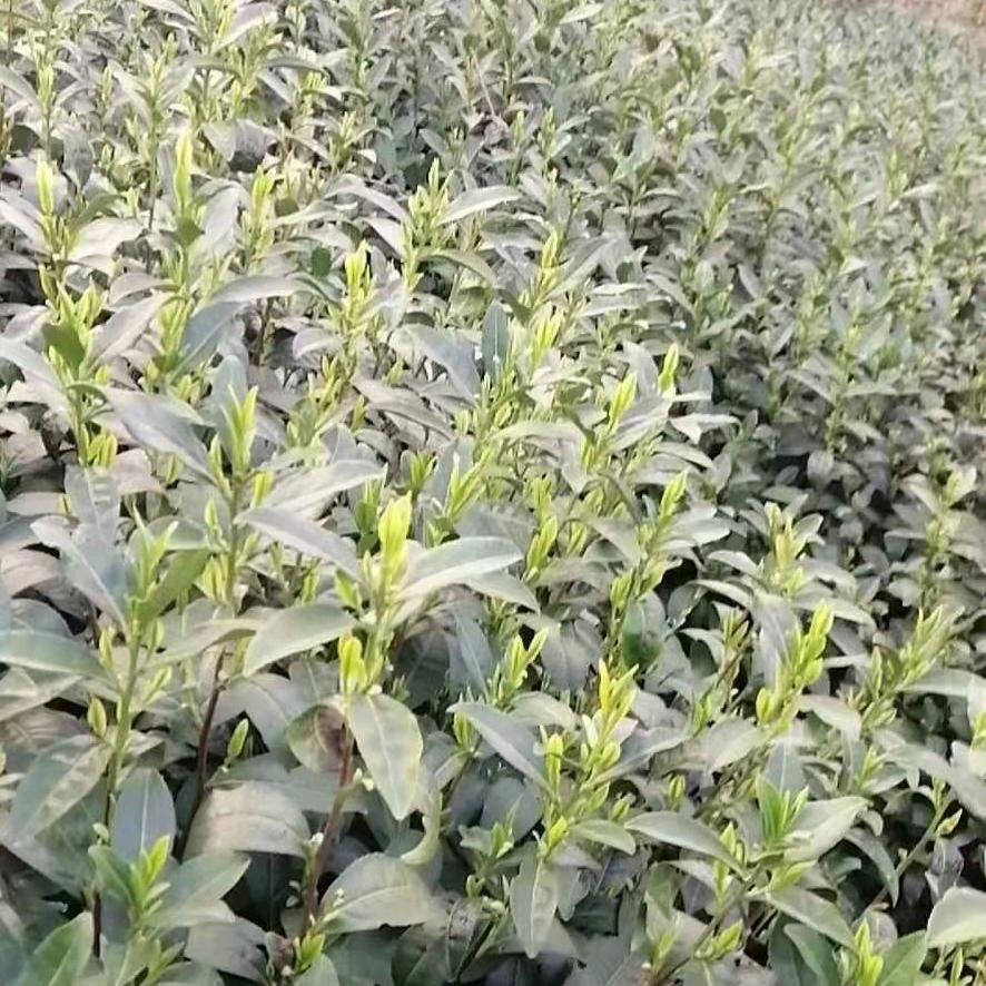 🌻爱已随风🌻