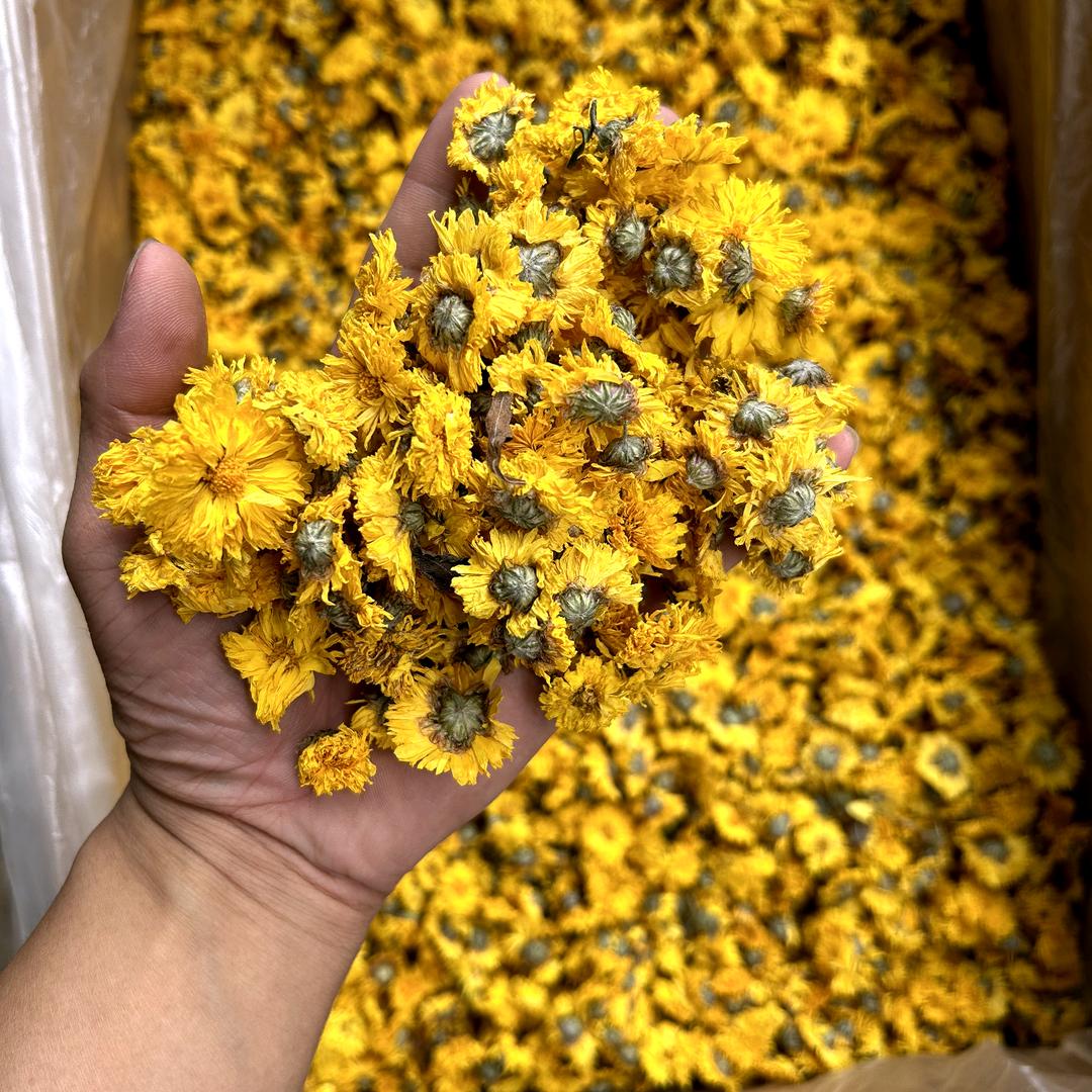 安徽菊花大货对接